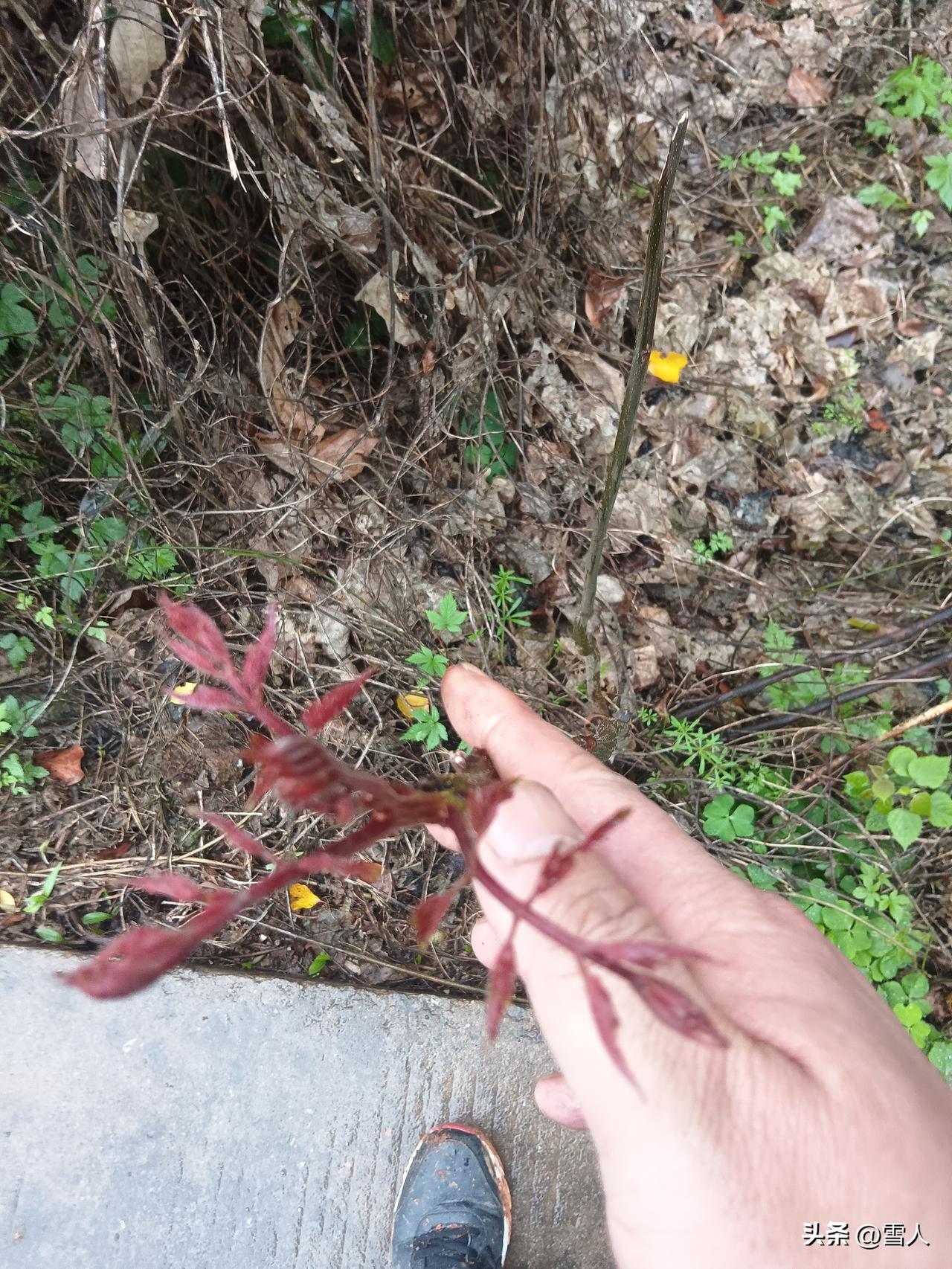 2026“防猝死套餐”网络走红笔者个人看法:一场当代人用金钱对抗失控的生存仪式