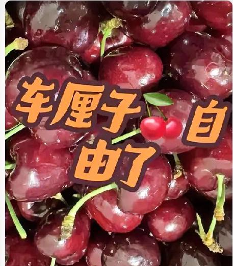 最近，智利车厘子的价格迎来了“大跳水”！首批海运直航的370个货柜、近8000吨