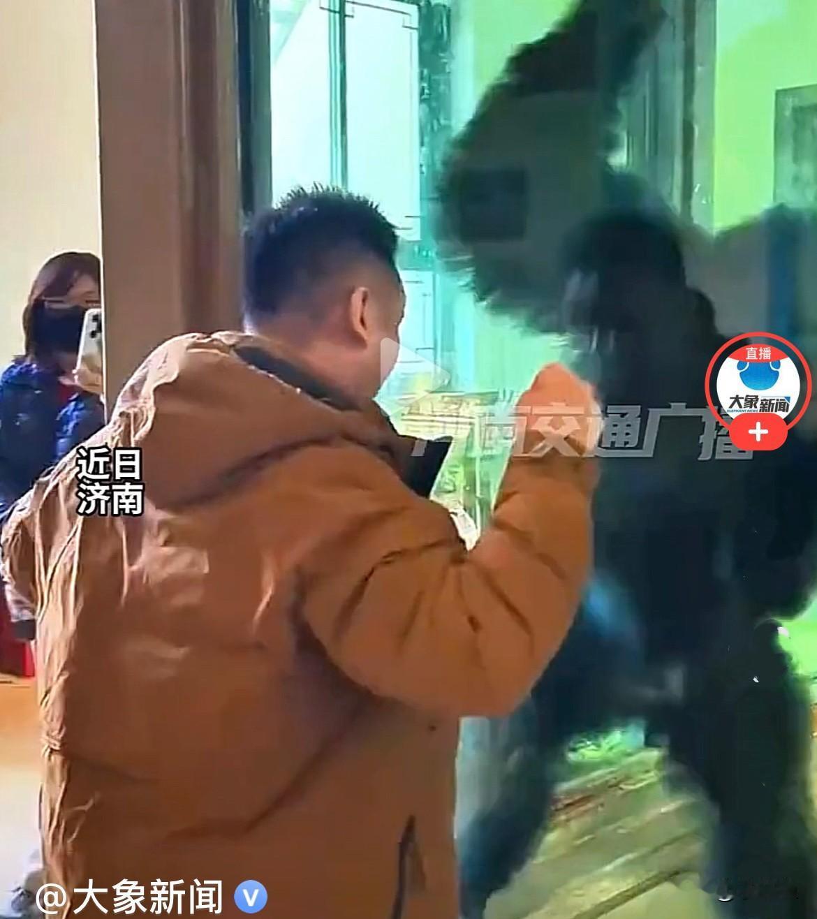 近日，山东济南一动物园室内玻璃屋中有大猩猩，引来众多游客前来观看，只见一游客和大