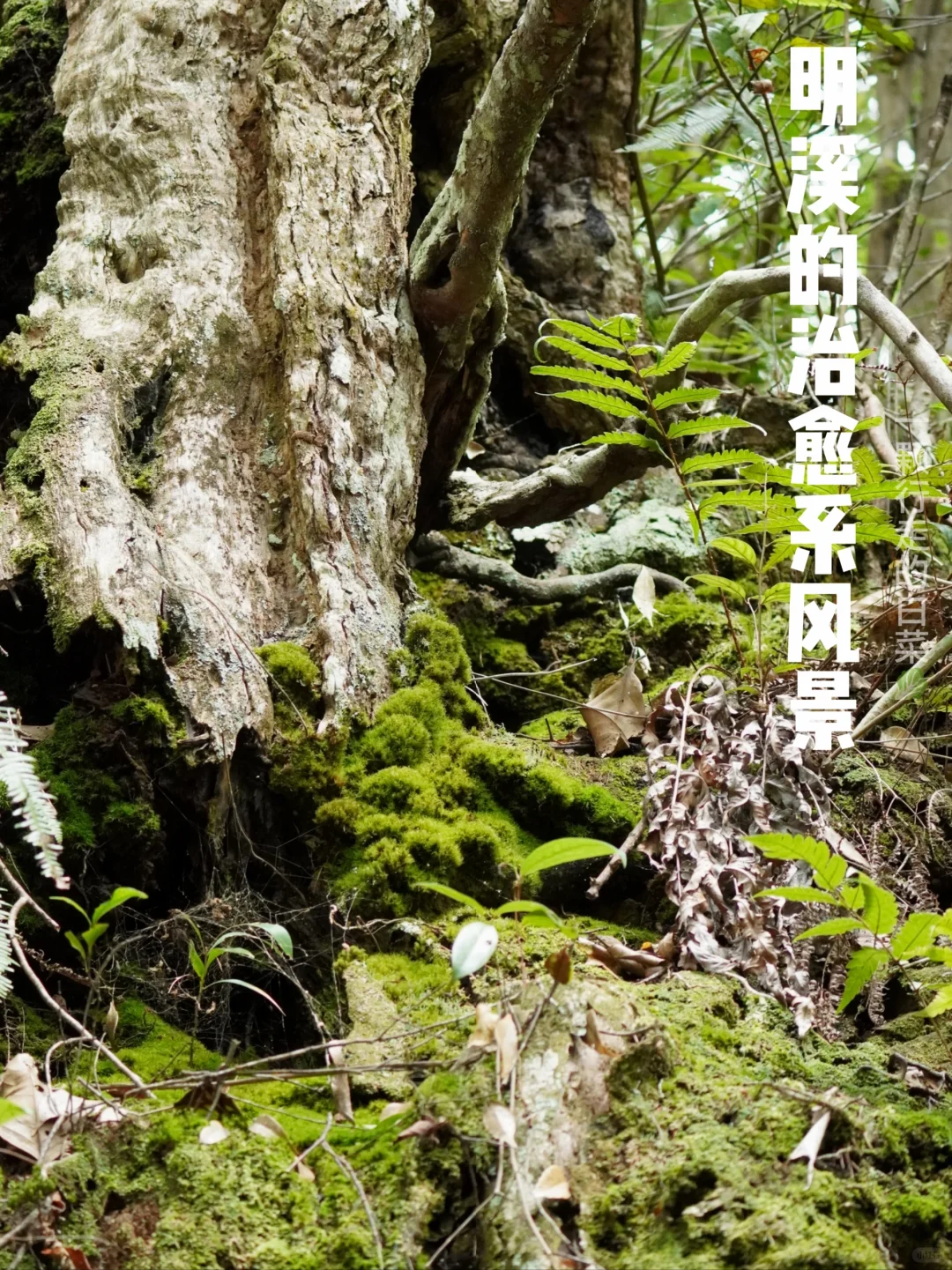 当植物人混进了观鸟比赛