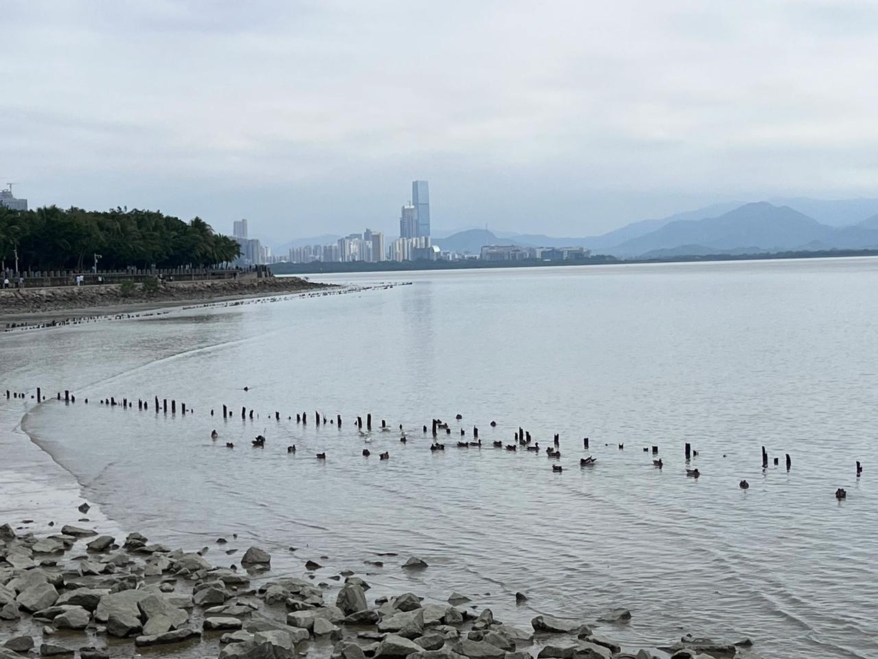 深圳湾的鱼挤满入海口，鱼鸟同乐，鱼鸟欢歌。