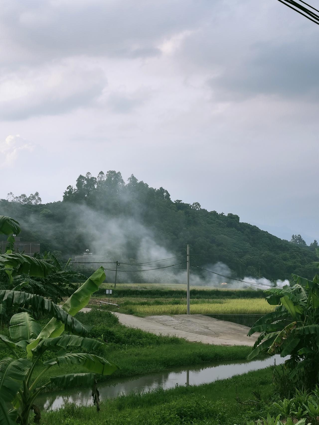 《雾起稻田时》
清晨的雾是从山坳里漫出来的。我蹲在田埂边洗鞋时，那雾裹着稻叶的湿