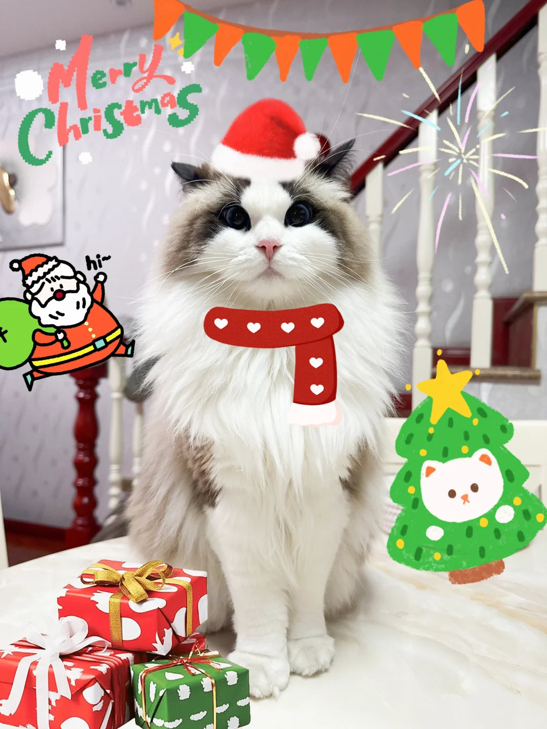 🎄养了两年的小猪祝大家圣诞快乐🎄