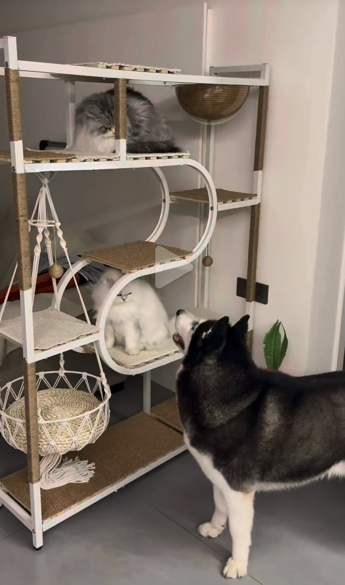 两只小猫的表情简直一模一样^ↀᴥↀ^🐾 