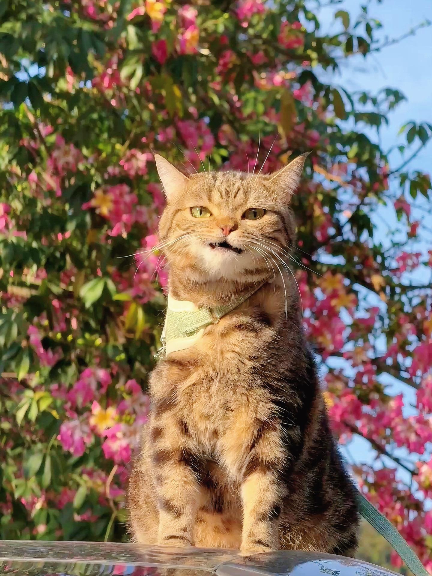 拽咪搭配花花。显得…