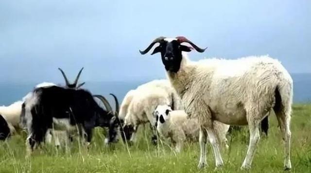 1994年，青海一牧民大白天将妻子拉进屋，妻子见丈夫一副猴急的样子，不屑道：“你