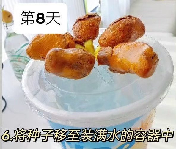 榴莲的种植方法🌱 从果核开始：家庭盆栽版吃完榴莲别扔核，稍加打理就能养出一盆好