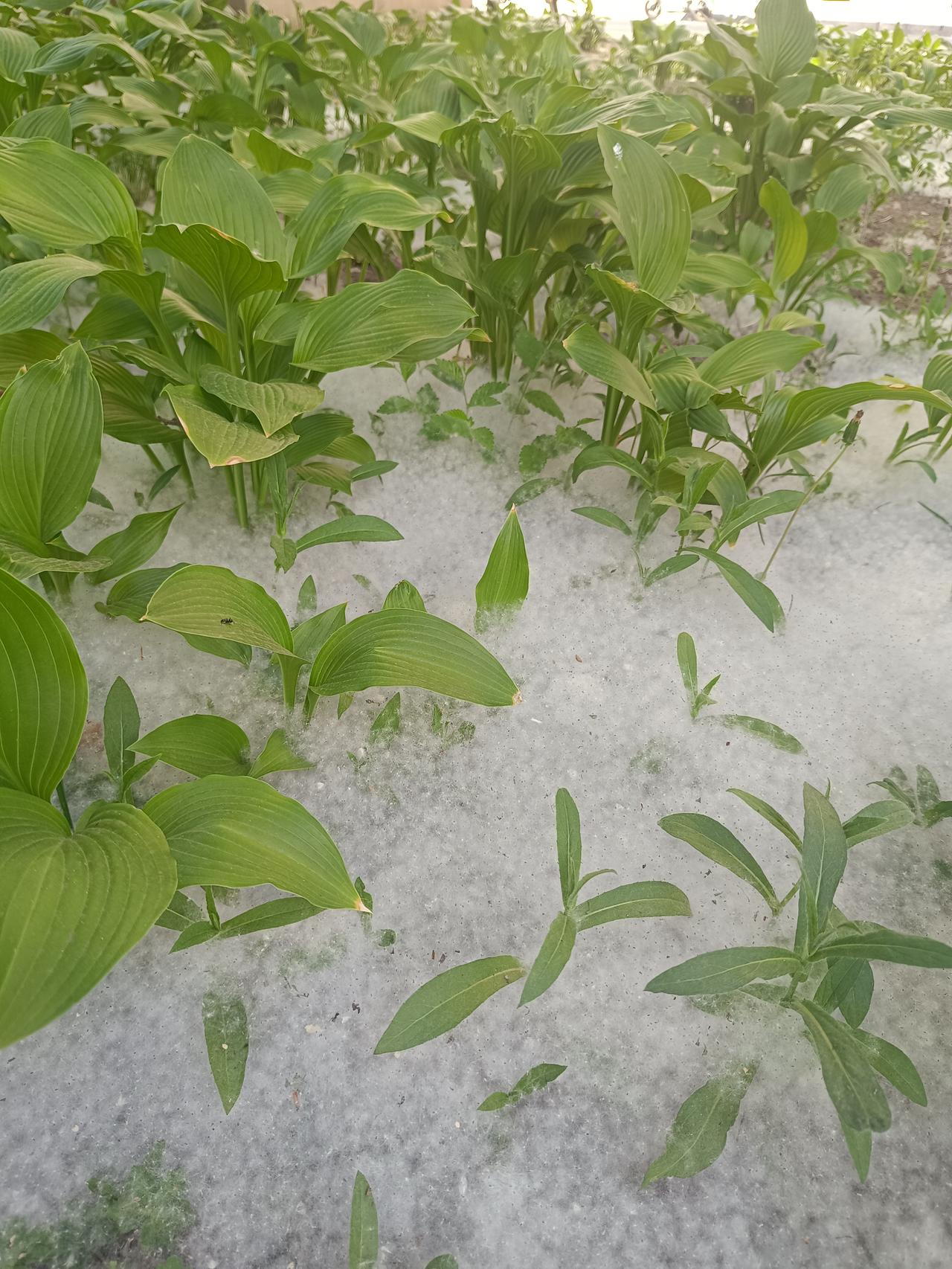 随手拍张照五月的哈尔滨，杨絮如漫天飞雪般铺满玉簪花丛，像给初夏盖上了一层温柔的绒