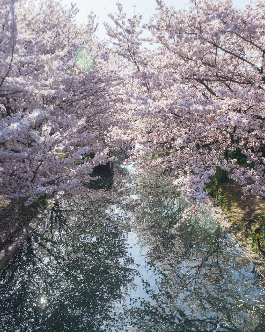京都的春天 ​ ​​​