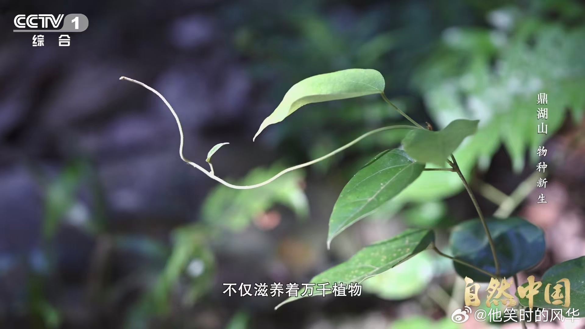 土壤的土腥味从何而来一捧土，就是一个微型生态系统。土腥味代表生机，岩石风化、生物