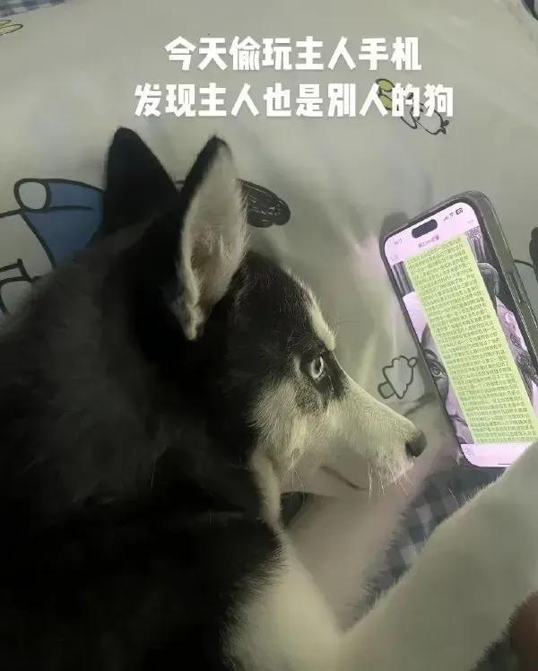 [白眼][白眼][白眼]