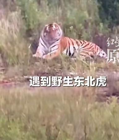 7 月 29 日，吉林珲春不少自驾车友热议一段惊险实拍视频。有网友驾车行驶在 3