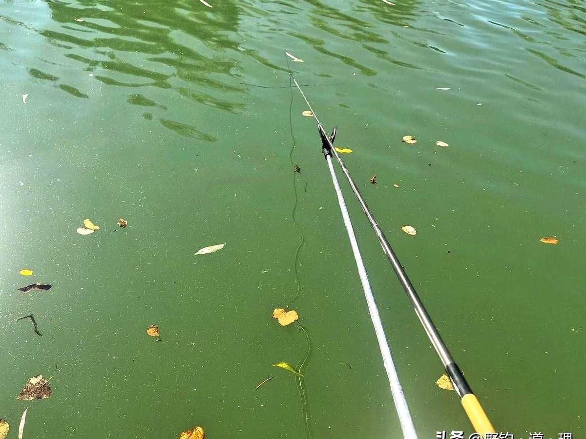 老钓位突然空军？别怪装备，看看岸边！

去年在魏河，岸边水花生密密麻麻，2米7短