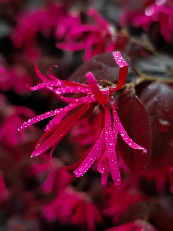下联：丝丝细雨润红花；诚邀上联徐徐春风展新叶