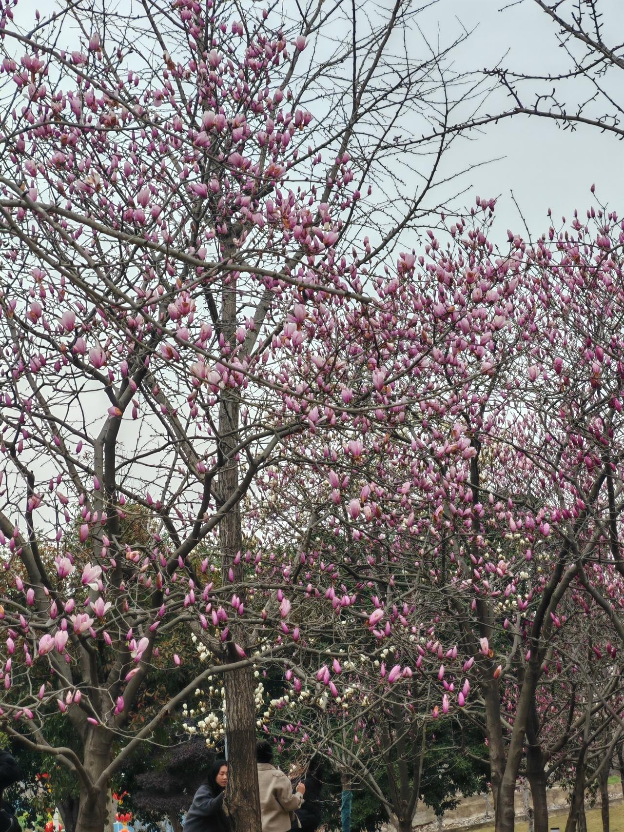 还有一棵树被认养了，估计是一对情投意合的校园情侣认的，忍不住想像他们之间动人心弦