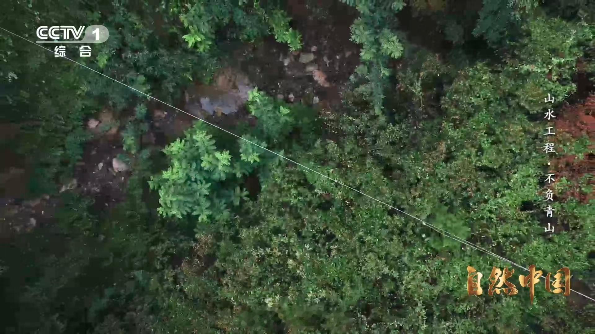 秦岭深处树在天上飞树苗坐无人机空降 山高路险？科技来破！陕西蓝田洋峪用无人机吊运
