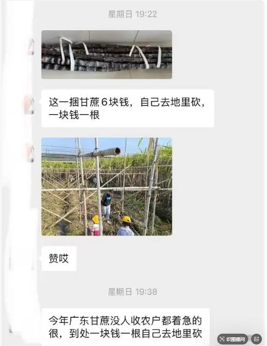 同样一根甘蔗，南北差价真的吓死人！ 广东、广西甘蔗大丰收却滞销，地头价低到**1