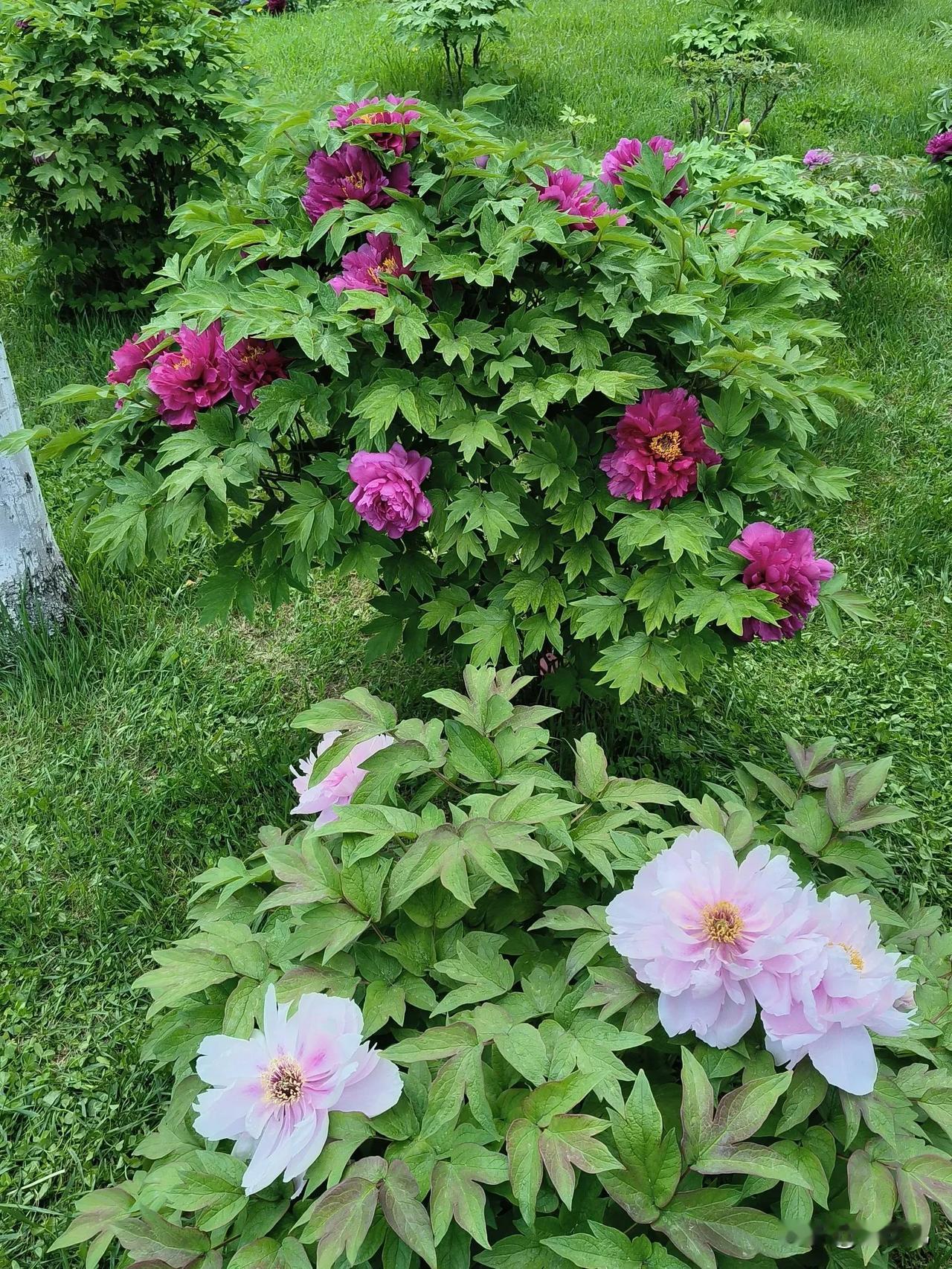 今天去牡丹园看🌸，
结果入园10分钟就被劝退了。

人太多了，
想快点走路都费