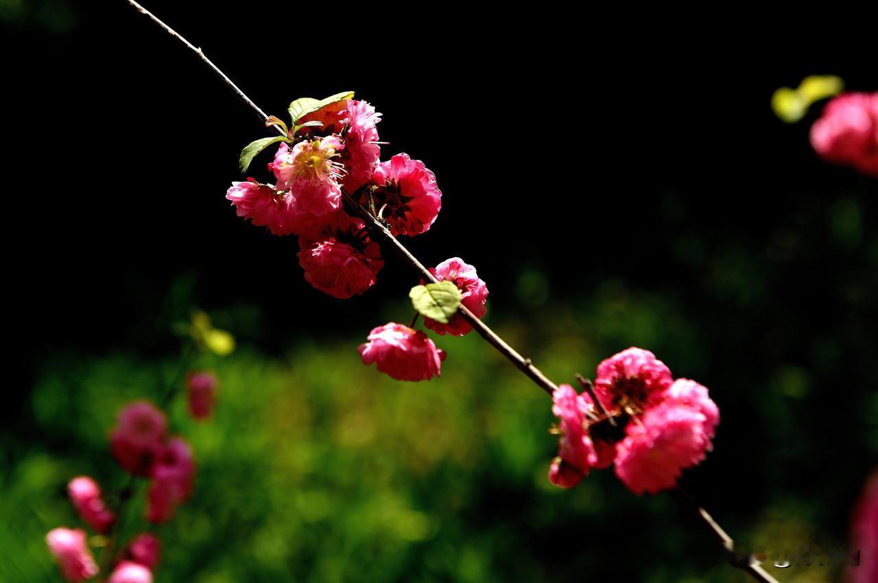 南湖公园四季掠影（九）
春季景色：