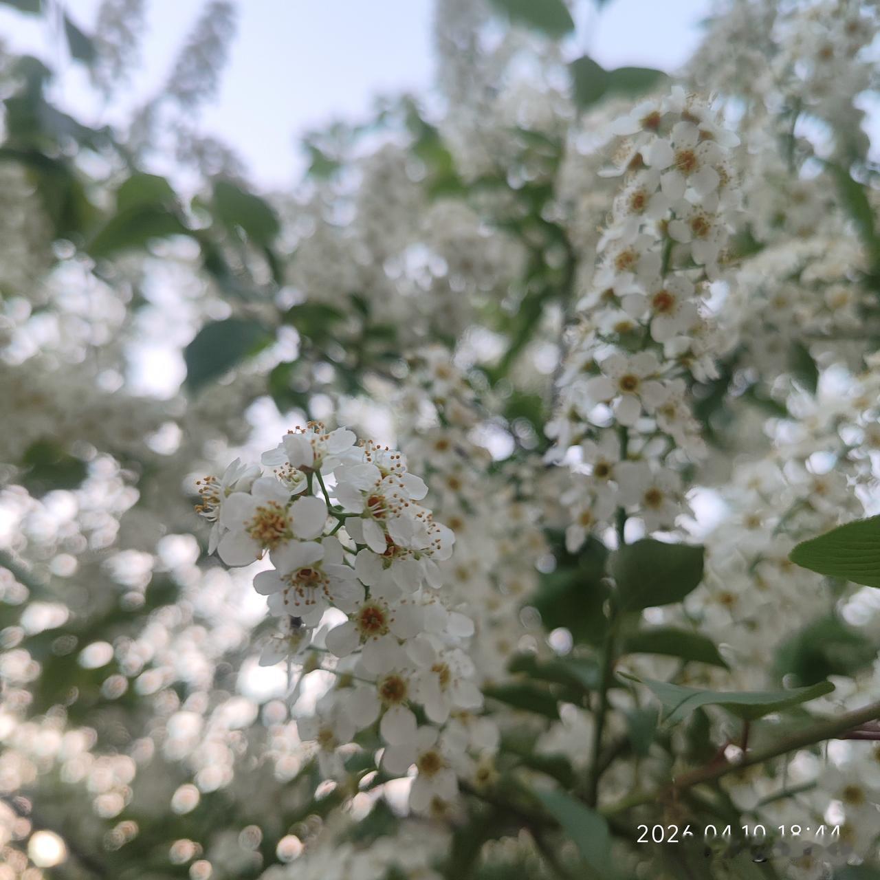 分享一张你相册的拍的花楼下很多这样的花，淡淡清香，挨挨挤挤，也很好看