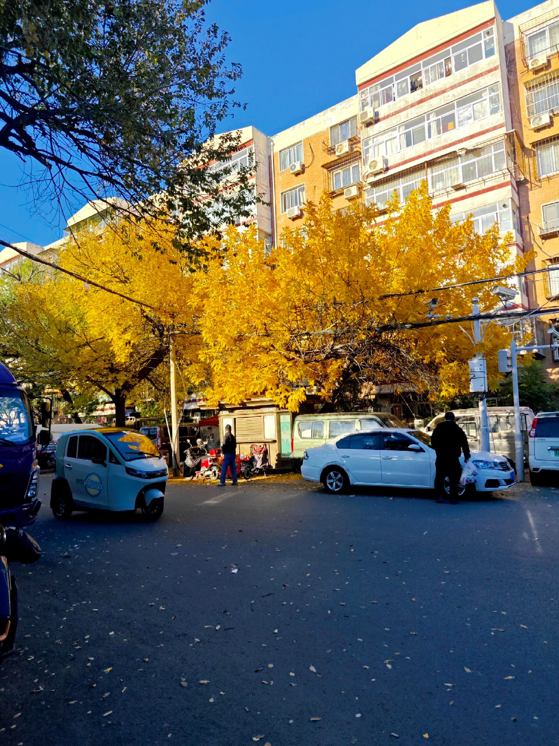 只有秋天出门是本能再不出门，秋天🍂就过去了 ​​​