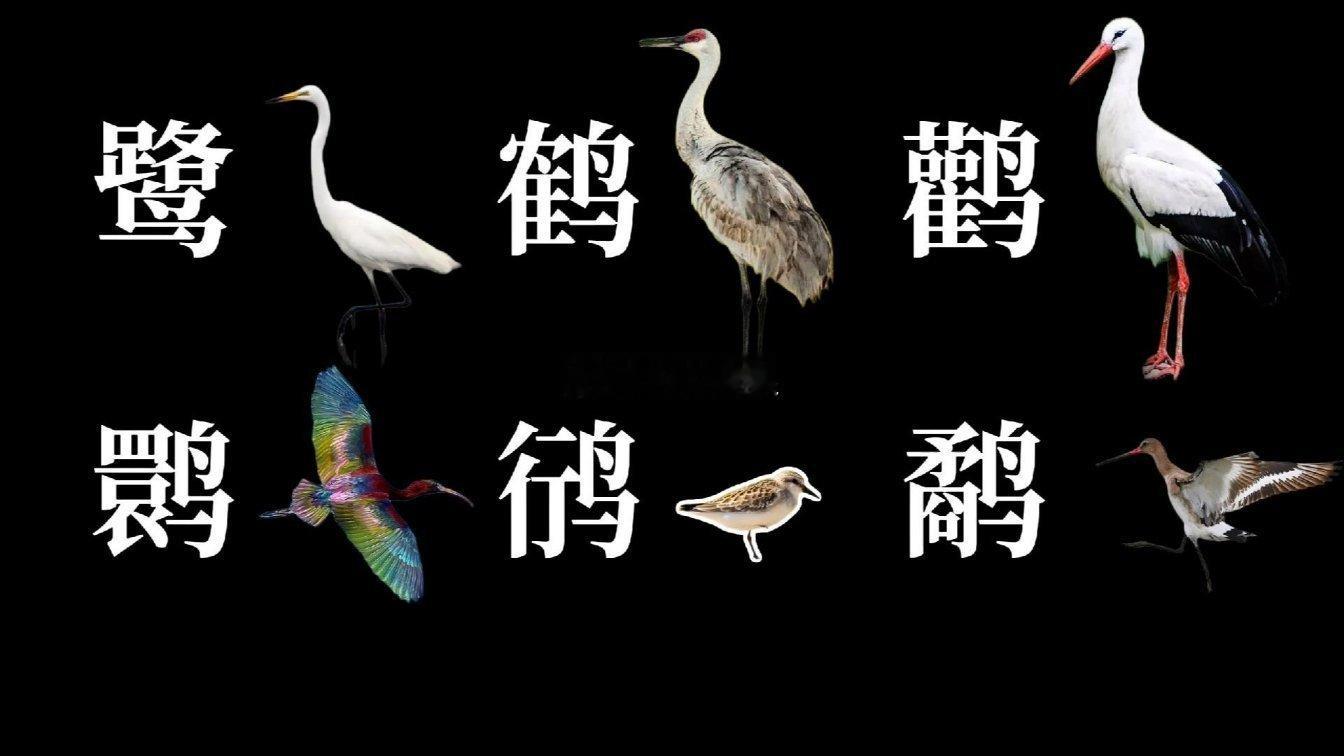 《鹭鹳鹤鹮的区别 - 百度》鹭鹳鹤鹮的区别 - 百度https://mbd.ba