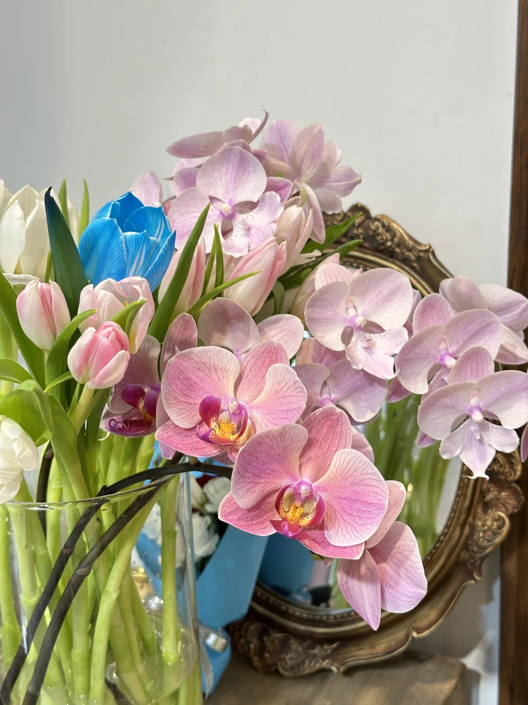 郁金香你别太会开🌷