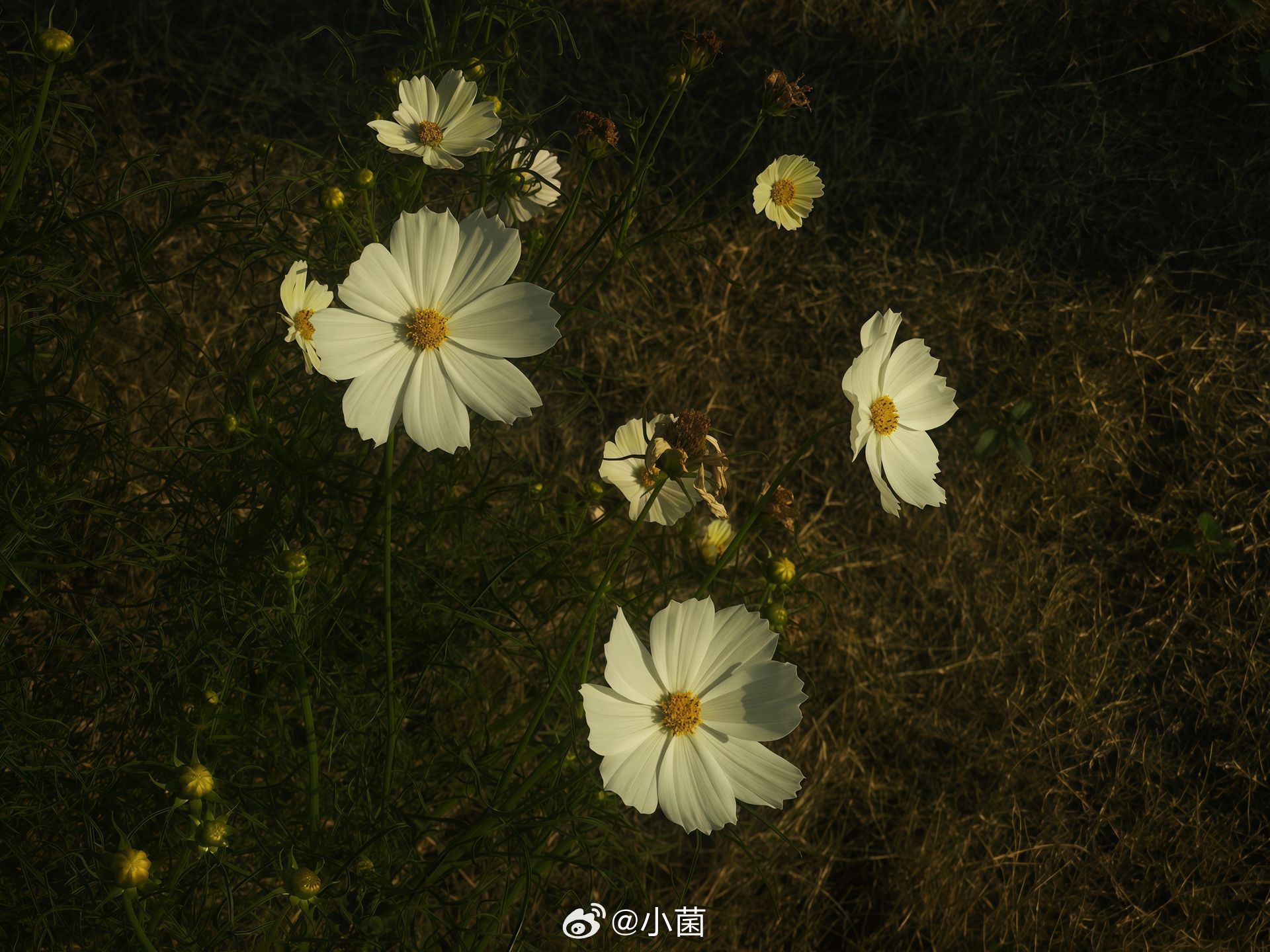 早安朋友们小菌[超话] 风掠过无数原野 真的会记得一朵花的香吗 ​​​