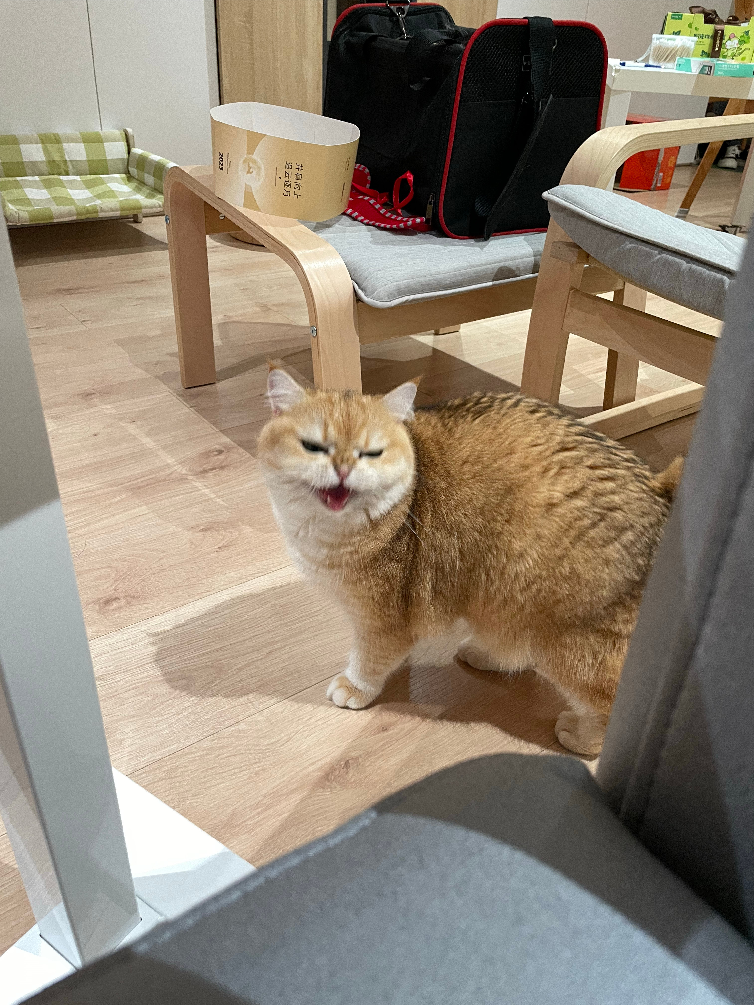 抢馒头吃的小黄猫[顶]#菇冬怎么肥四[超话]##日常# ​​​