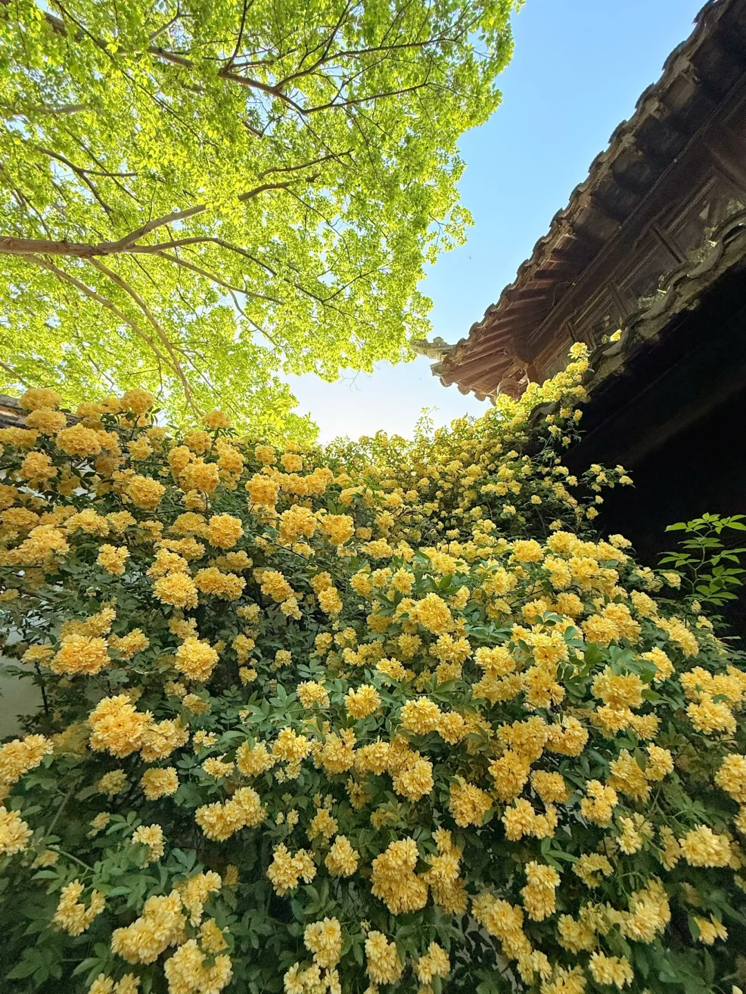 4.14实拍 |这就是苏州醉伟大的黄木香瀑布🌼