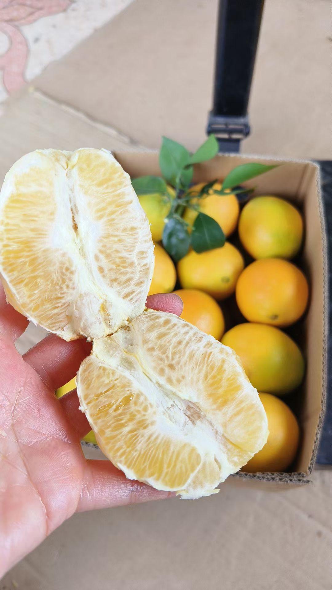 青边橙意，抢先甜！带青的甜，才是早橙本味！（这个季节要是收到全黄的，恭喜你，收到