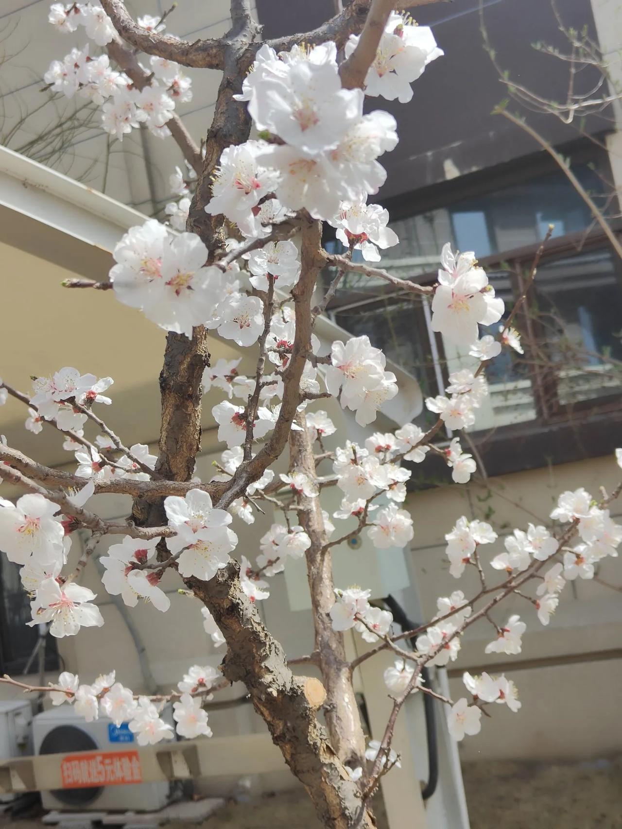 晒一张你拍的花