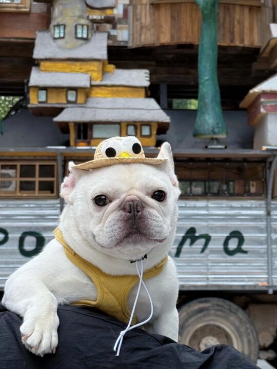 我想成为荒野之国的国王👑