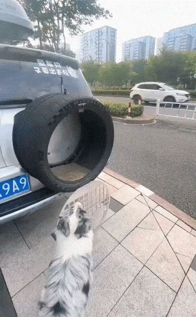 真的被这位养狗主人的操作看懵了！
 
别人养狗买专用狗笼、车载安全座椅，这位主人