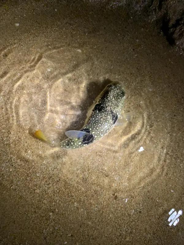 看看大家最喜欢用的那种鱼饵本人还是老一套，老三样加螺鲤，夜钓红薯或香蕉，来点菜市