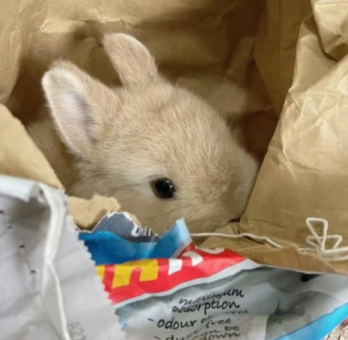 铮铮和大家说晚安 