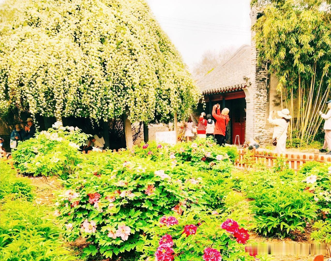 春日生活打卡季春天的气息让人感觉舒适惬意，游园览胜赏花观景，不负光阴。今天漫游孟