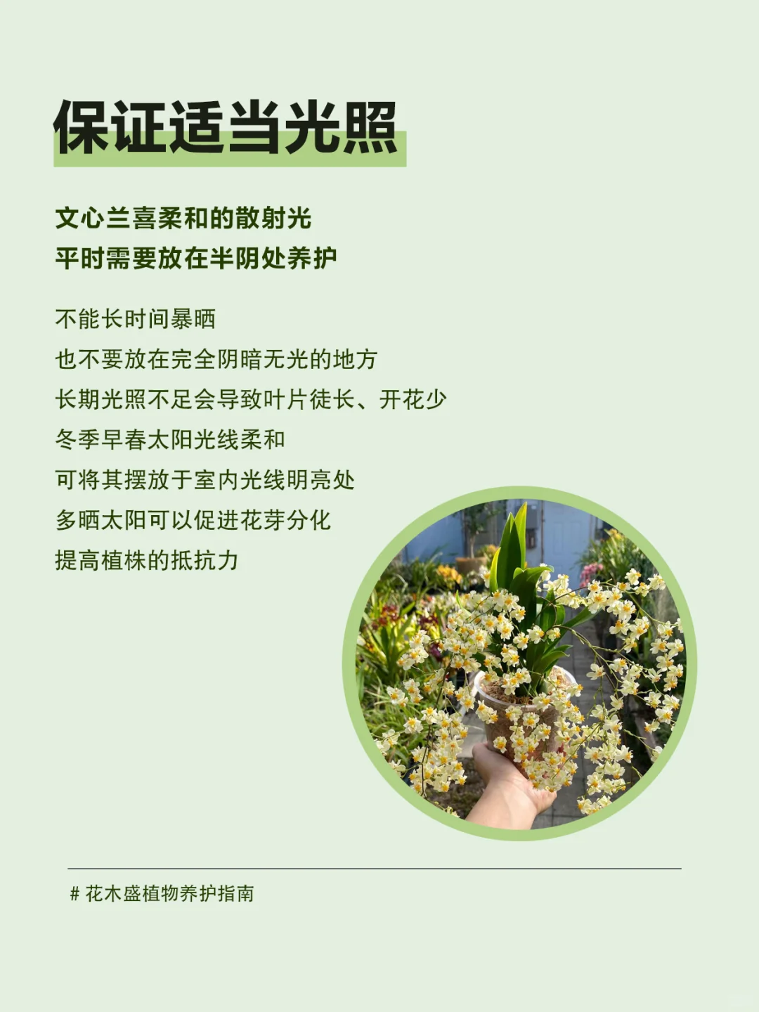 秋冬爆花机器！文心兰新手养护指南