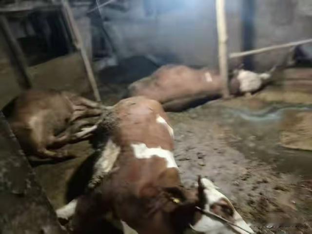 事出反常必有妖！贵州贞丰，农村男子为发家致富，2次贷款养牛群，每次都是牛儿刚长大