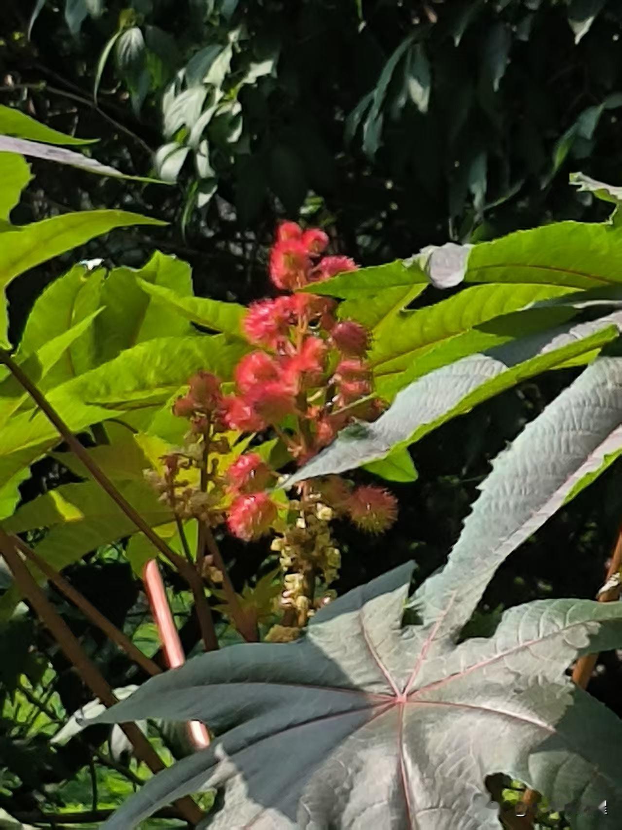 友友们见过这种植物吗？
植物的叶子宽大，略发红色，长出来的果实一串上分散着粒粒圆
