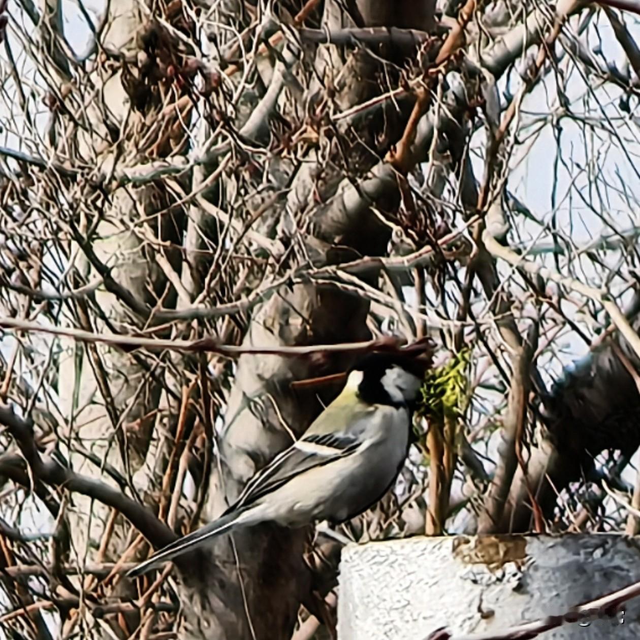 昨天溜弯时随手拍的几只鸟，手机拍鸟不怎么清晰，能看出这是春天的样子吗？
用一张图