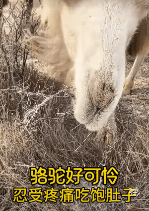 骆驼不觉得痛，网友觉得痛![捂脸]
