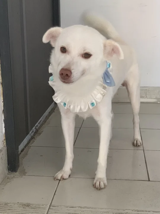 再掉就要没毛了啊啊啊🤧