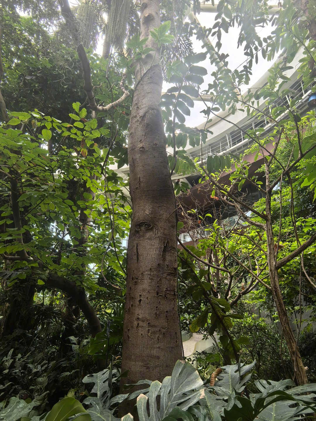 一键开启延庆23度的夏天 世园公园的植物园，一进入扑面而来的湿气，令人在炎炎夏日