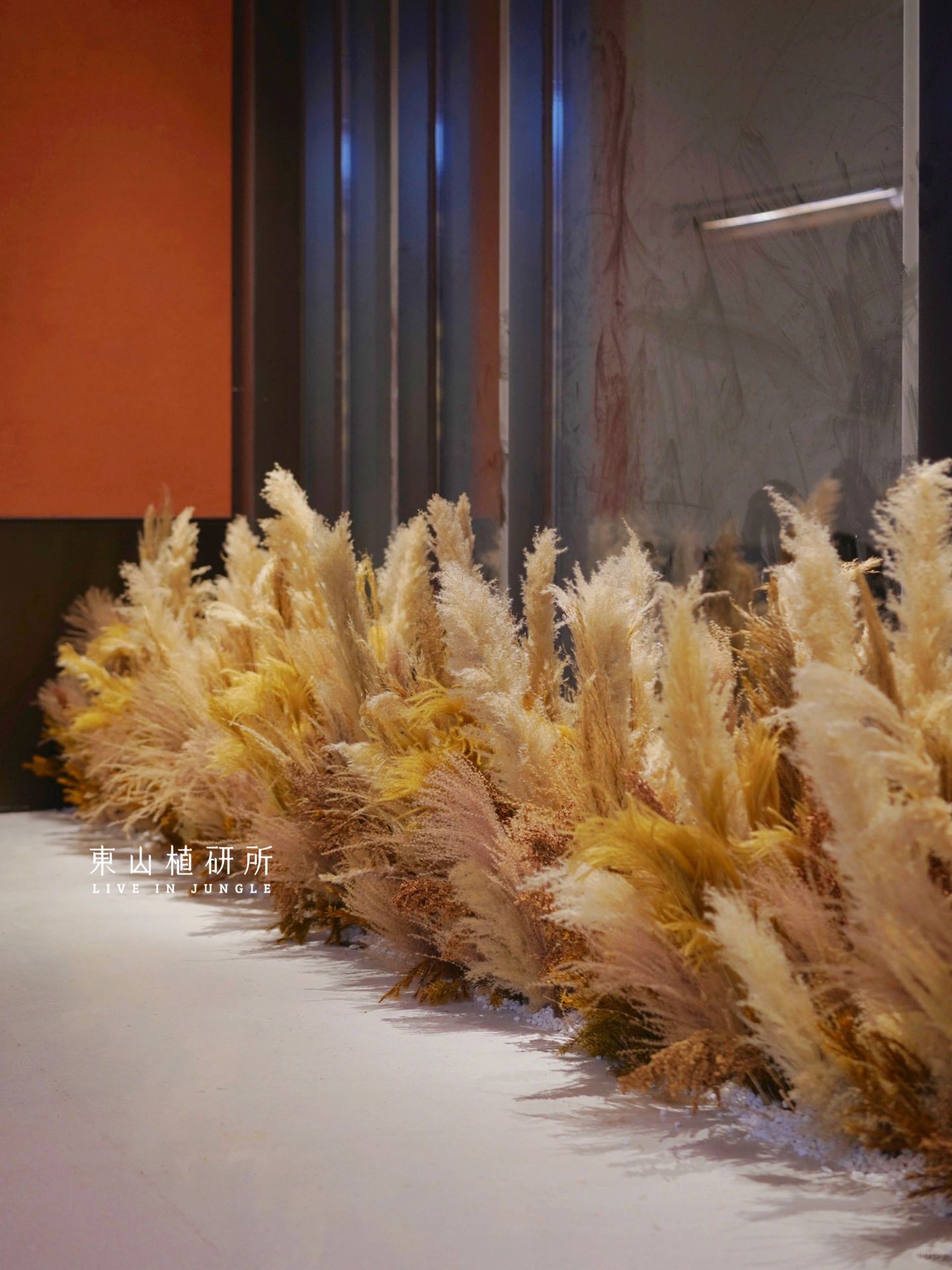 植物造景|秋冬氛围感的芦苇造景