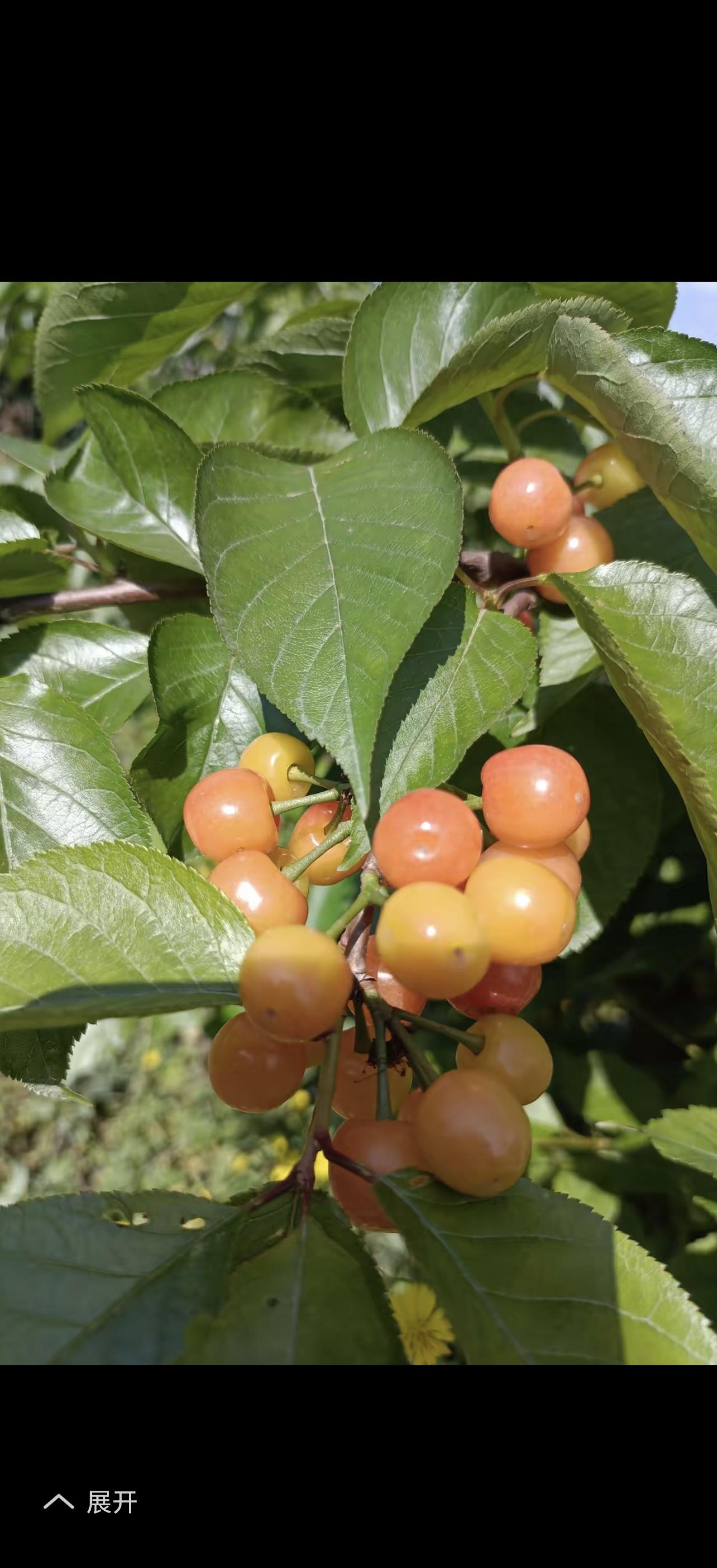 樱桃好吃，这话一点不假！我超爱樱桃，那种酸甜的口感，一咬下去汁水四溢，简直太美妙