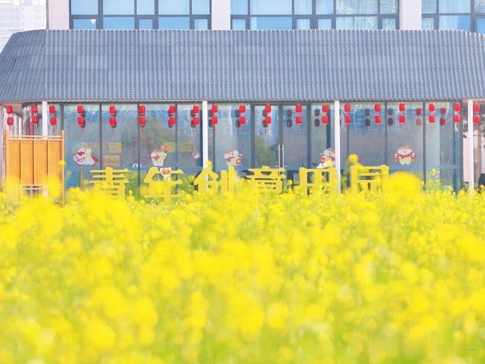 合肥东部新中心花海已上线！粉、紫、白、黄层层叠叠，把春天揉成了温柔油画[赞]
