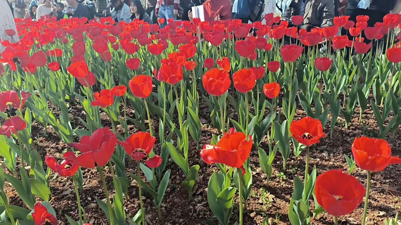 春天来了，公园里万紫千红，争奇斗艳[送自己一朵花][送自己一朵花][送自己一朵花