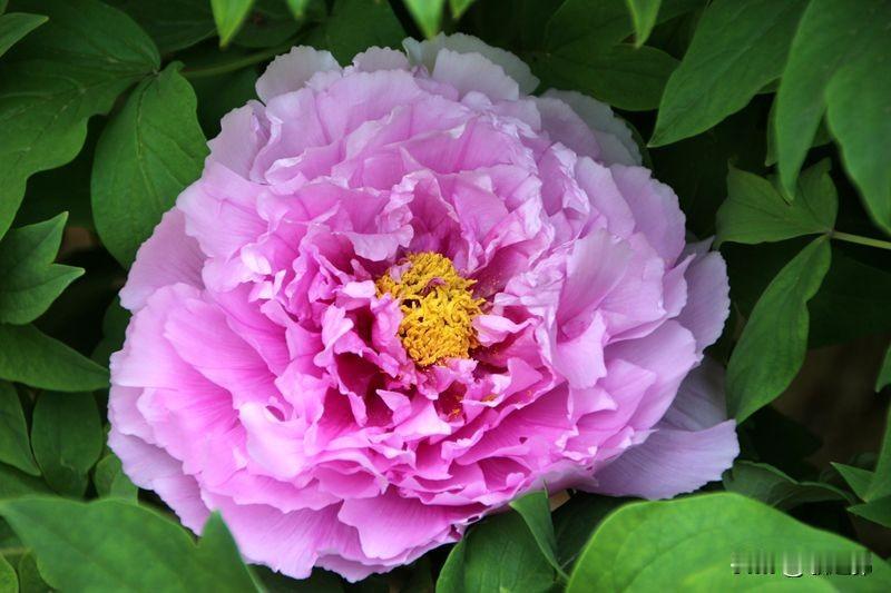 五绝|宋城牡丹吟
宋苑牡丹香，
花蜂采蜜忙。
风清游客至，
林中鸟鸣扬。
春季生