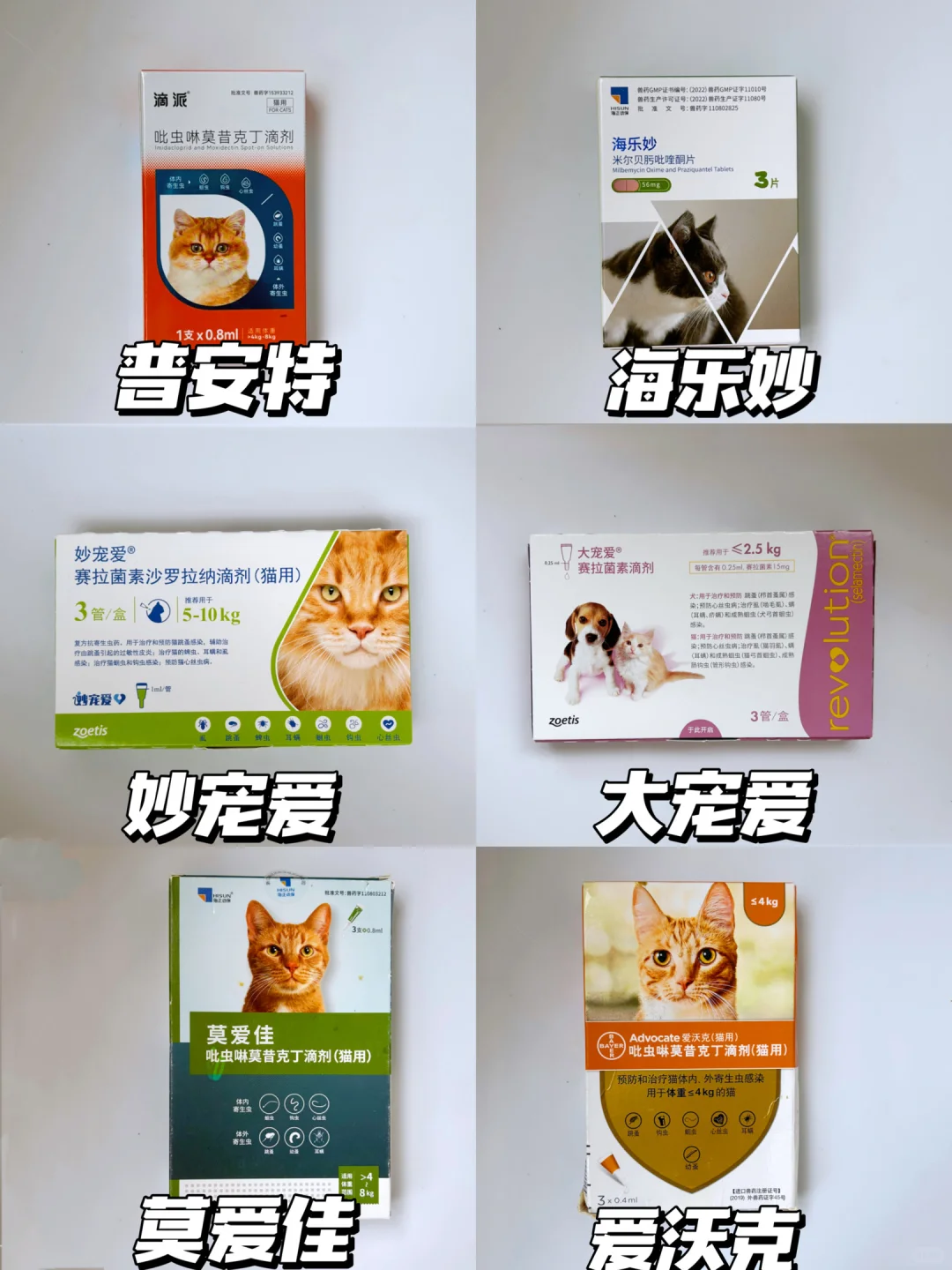 新手铲屎官怎么选择猫咪驱虫？